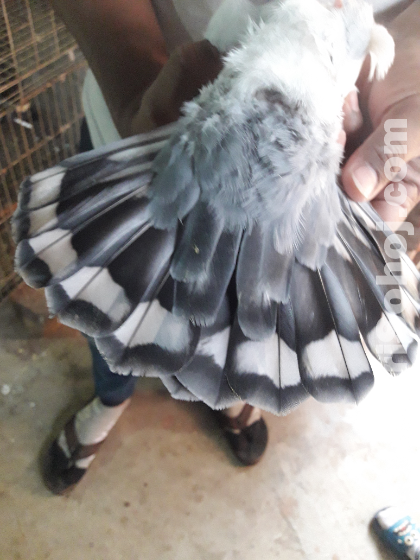 (ব্লু শার্ট ইন) রানিং